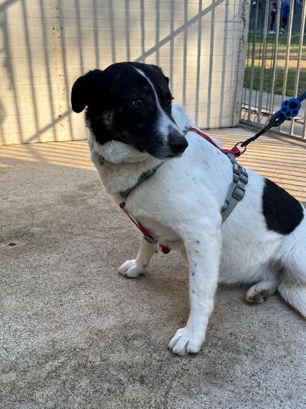 COOKIE_SPLENDIDA METICCIA Foto 5